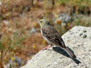 Cinereous Bunting sitting on a rock, Lesvos