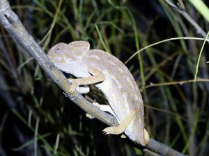 Common-Chameleon-Andalucia