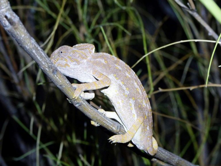 Common Chameleon clinging to a branch by torchlight, Andalucia