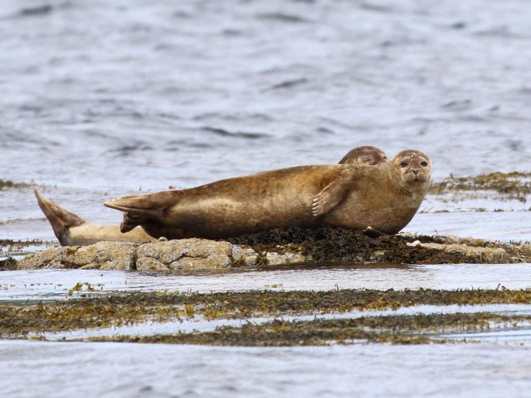 two Common Seals hauled out on rocks, Mull