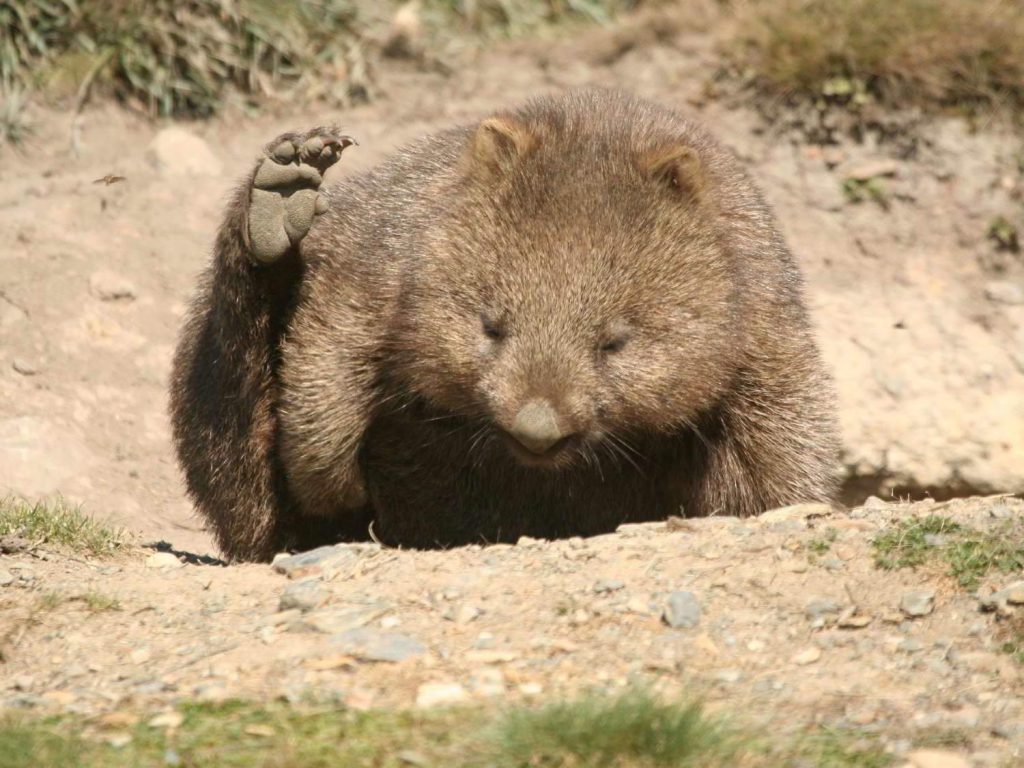 Common Wombat grooming on stony ground, Tasmania