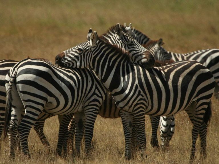 Common Zebra herd, Tanzania