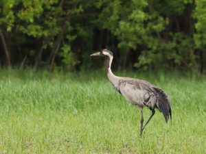 Crane walking in grassland, Estonia