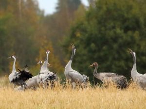 Cranes-Estonia