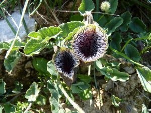Aristolochia cretica flowers, Crete