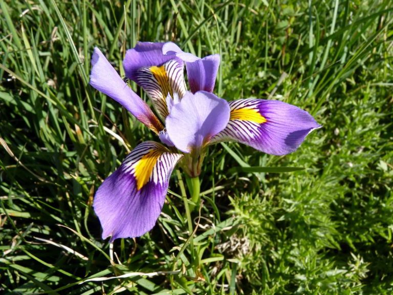 Iris cretensis flower, Crete