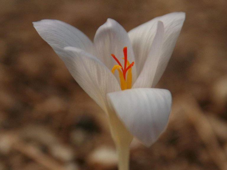 Crocus asumaniae flower, Turkey