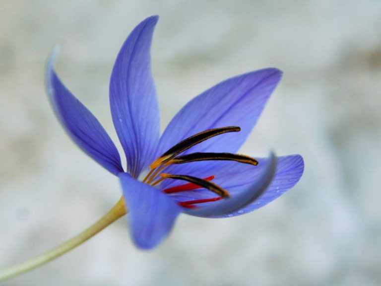 Crocus wattiorum flower, Turkey