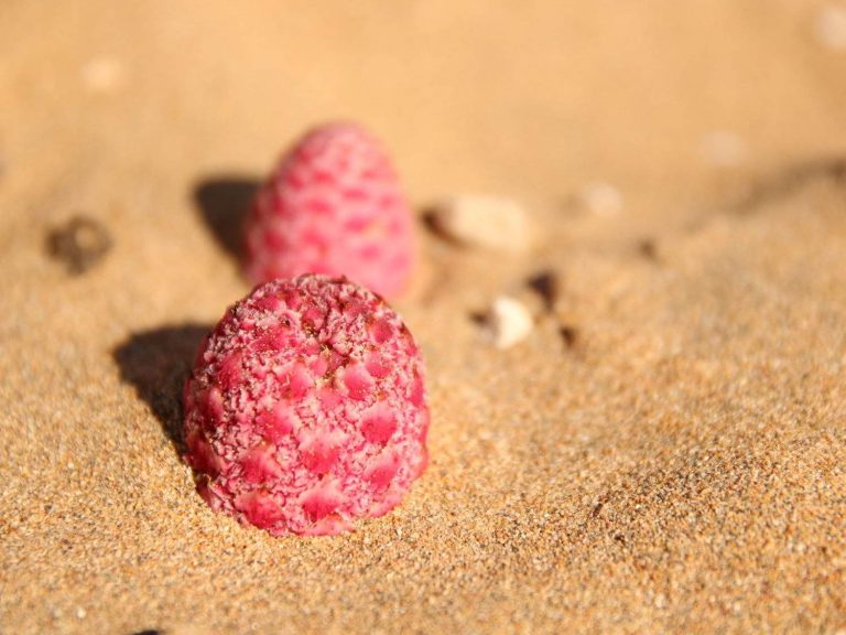 Cynomorum coccineum emerging from the sand, Morocco
