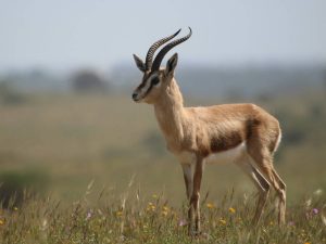 Dorcas Gazelle stood in flowery grassland in Morocco
