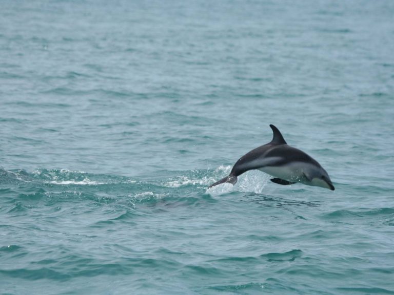Dusky Dolphin jumping from the sea, New Zealand