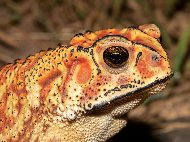 Common Indian Toad close-up, Sri Lanka