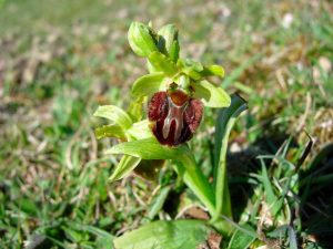Ophrys-sphegodes-Sussex