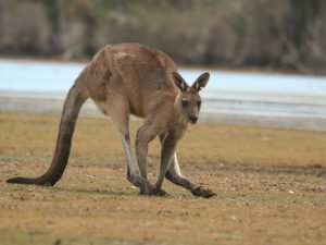 Eastern-Grey-Kangaroo-Tasmania