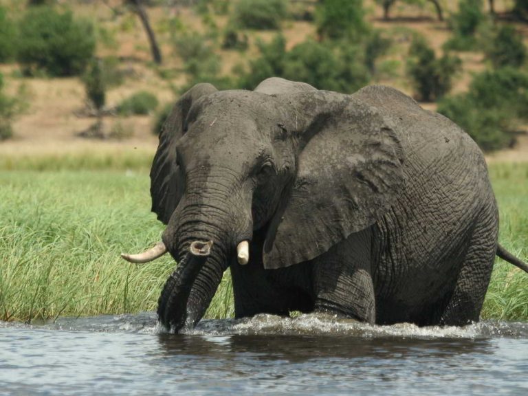 Elephant wading through water, Botswana
