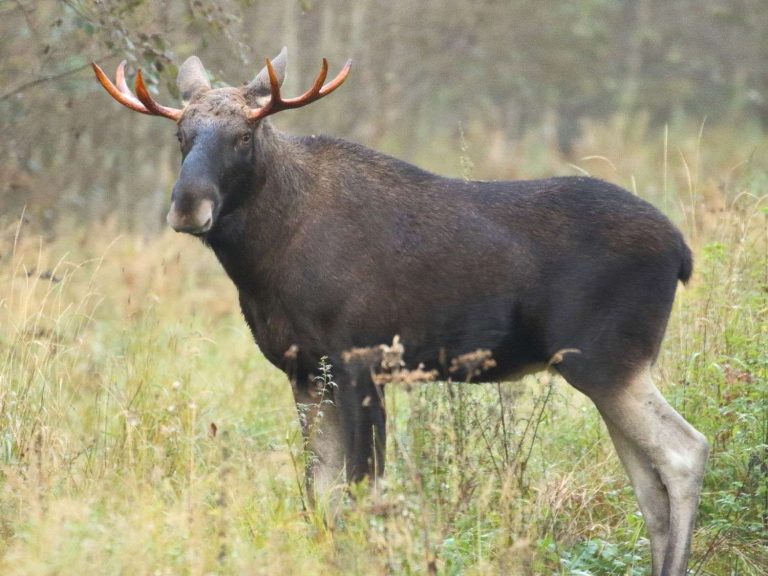 Elk standing in grassland, Estonia