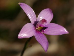 Elythranthera emarginata flower, Australia