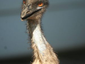 Emu close-up, Australia