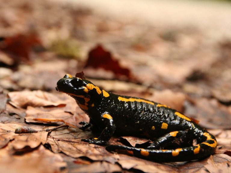 Fire Salamander standing among dead leaves, Romania