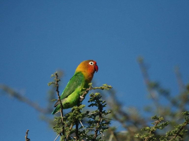 Fischer's Lovebird perched on top of a tree, Tanzania