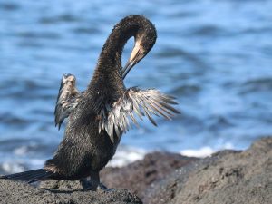 Flightless Cormorant preening on rocks by the sea, Galapagos