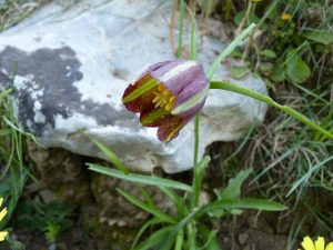 Fritillaria messanensis flower, Crete