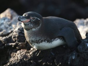 Galapagos Penguin laying on the rocks in Galapagos