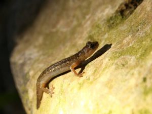 Gene's-Cave-Salamander-Sardinia