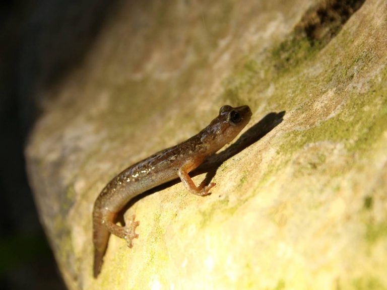 Gene's Cave Salamander on a cave wall, Sardinia