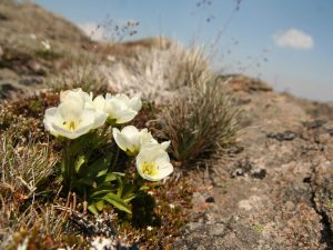 white flowers of Gentianella diamensis, Tasmania