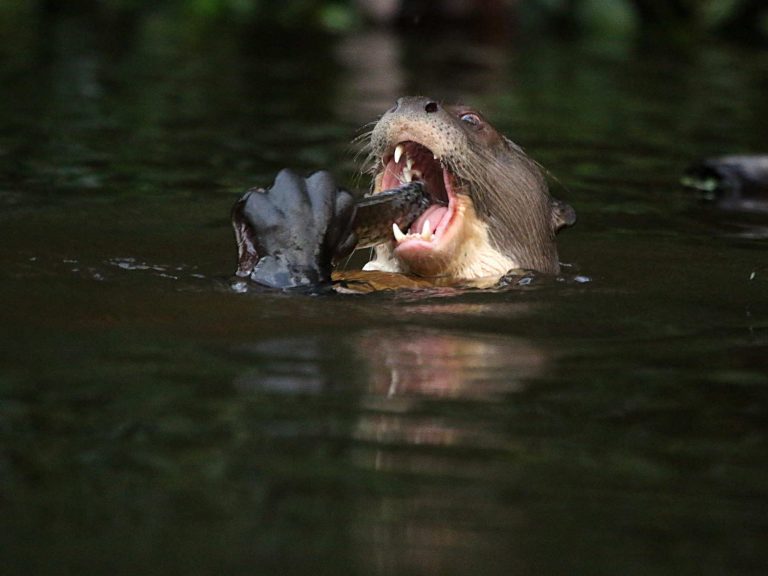 Giant Otter eating a fish in the water, Ecuador