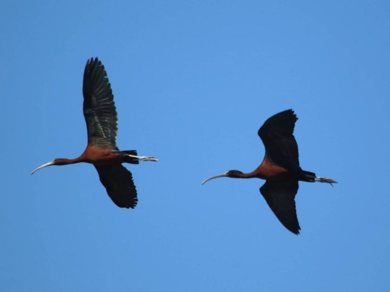 two Glossy Ibis flying in Lesvos