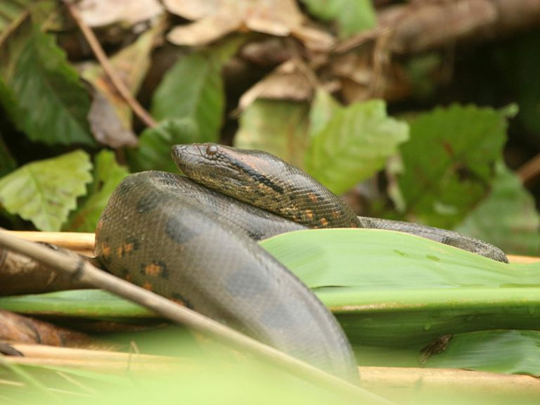 Green Anaconda curled up among vegetation, Ecuador