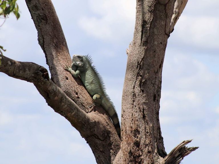 Green Iguana basking head up on a tree, Colombia