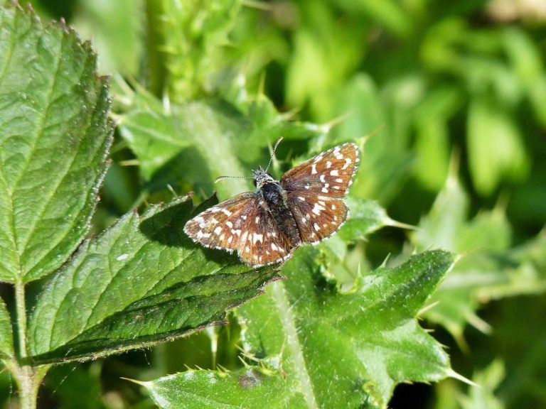Grizzled Skipper basking on a leaf, Sussex
