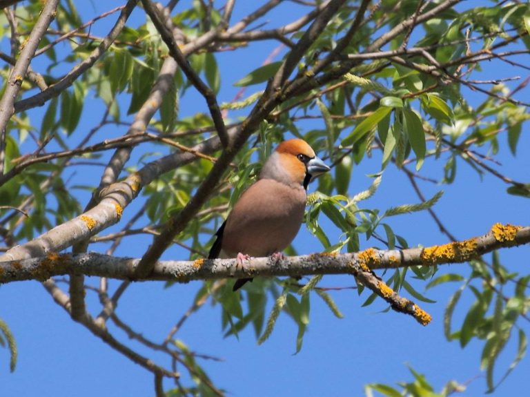 Hawfinch sitting on a branch, Estonia
