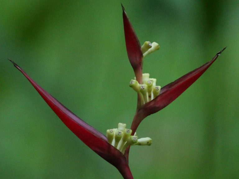 Heliconia psittacorum flower, Costa Rica