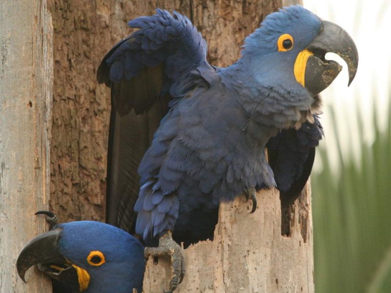 Hyacinth Macaws on a tree trunk, Brazil