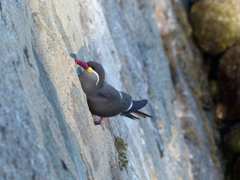 Inca Tern perched on a rocky wall, Chile