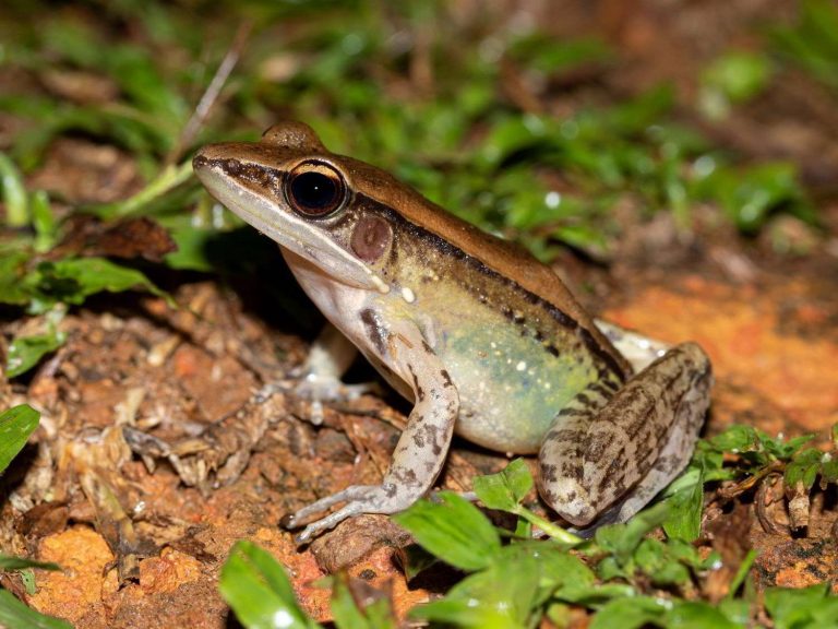 Sri Lankan Golden-backed Frog crouched on bare ground, Sri Lanka