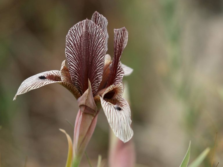 crimson-striped flower of Iris lineolata in Armenia