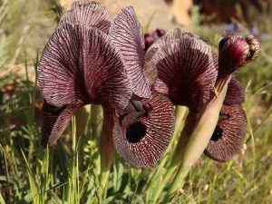 Iris-lycotis-Armenia