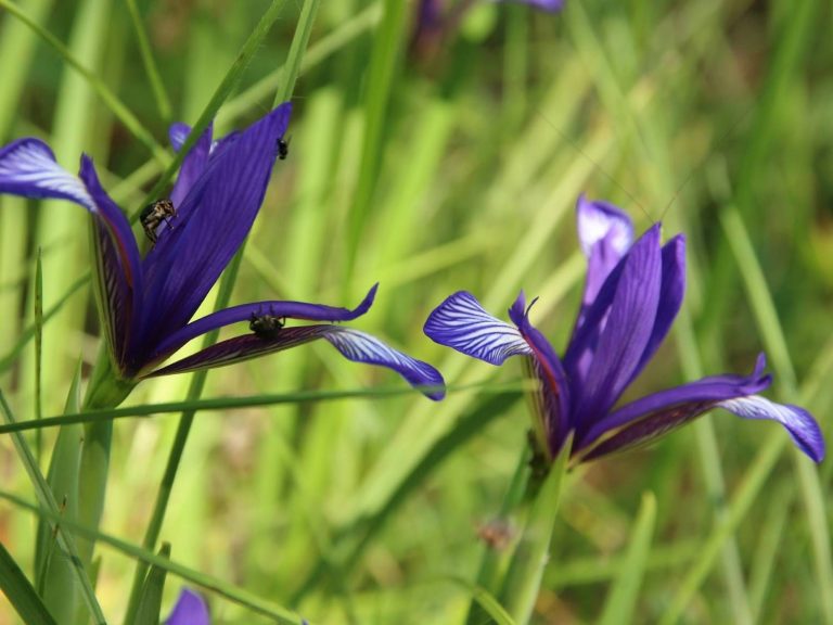 purple flowers of Iris sintenisii, Danube Delta