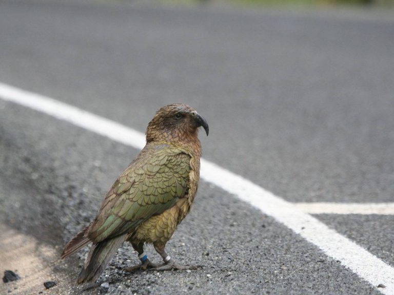 Kea standing by the roadside, New Zealand