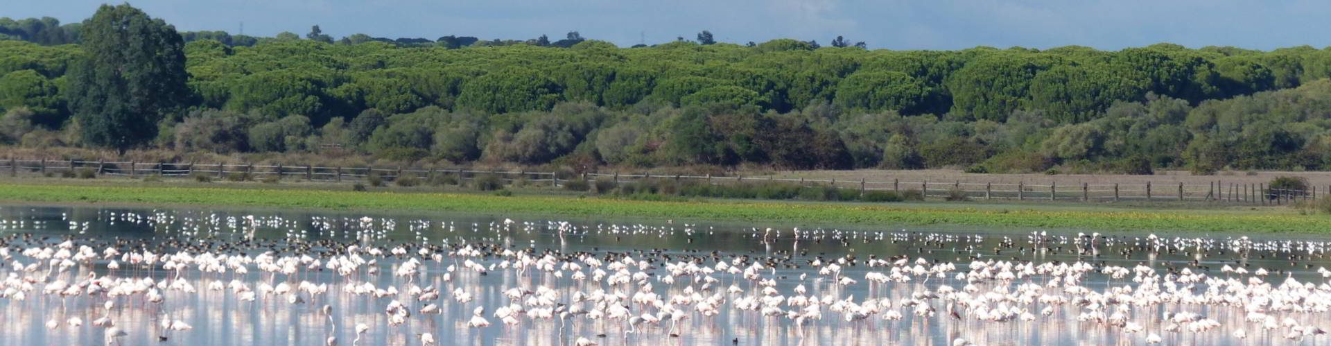 flamingo flock at La Dehesa de Abajo, Andalucia