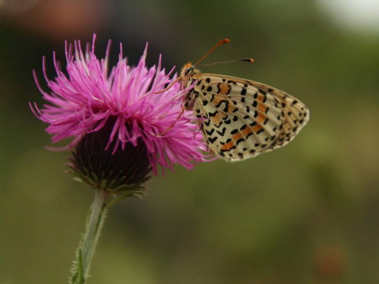 Lesser Spotted Fritillary on knapweed, Macedonia