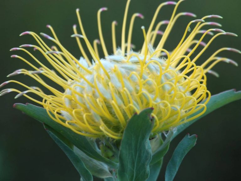 Leucospermum-grandiflorum-South-Africa