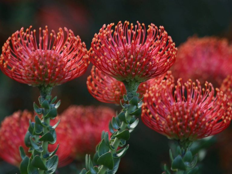 red flowers of Leucospermum, South Africa