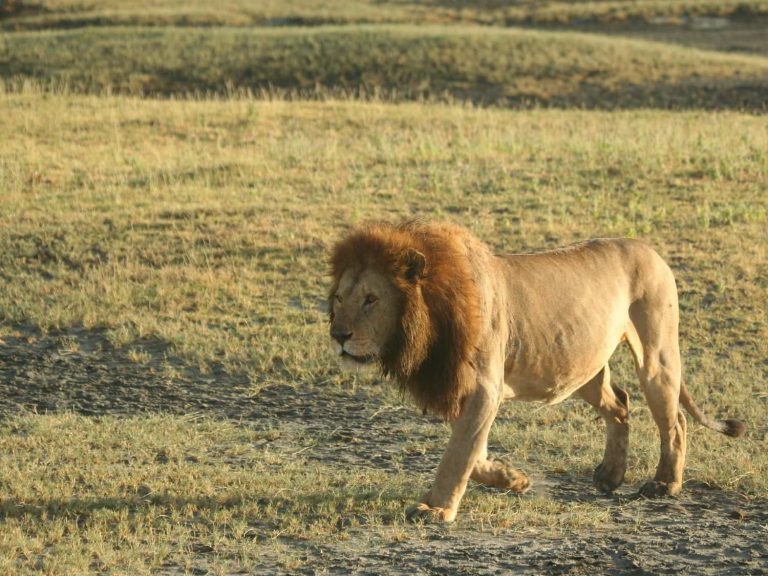 Lion walking through the savannah, Tanzania