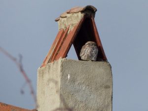 Little Owl snoozing on a chimney, Bulgaria